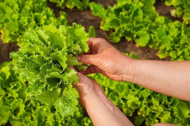 Woman hands picking green lettuce in vegetable garden