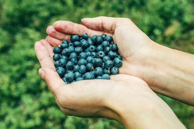 Woman hands picking ripe blueberries. Close up shoot with palm full of berries