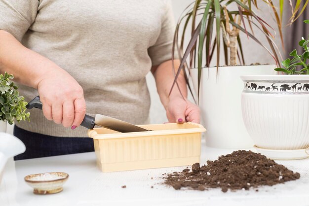 A woman hands planting flower seedlings Horizontal view