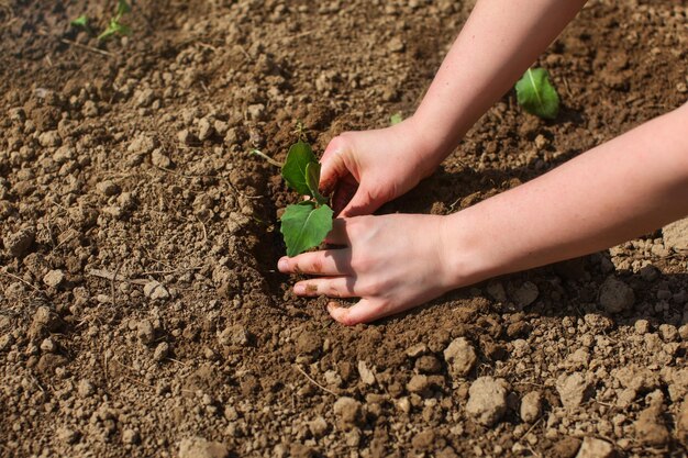 濡れた庭の土に若い苗木を植える女性の手、緑の苗木に太陽が輝いています。