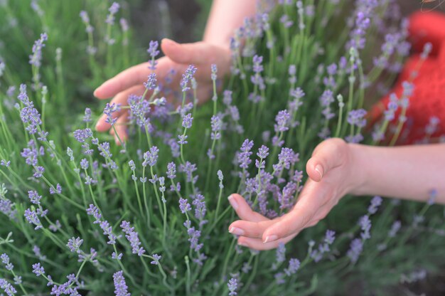 Mani della donna che giocano con i fiori di lavanda