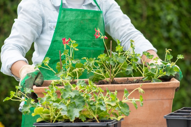 女性の手鉢植えゼラニウムの花