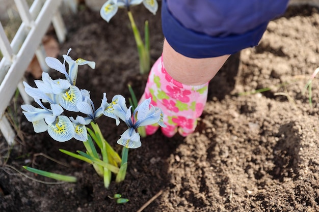 黒い土に苗花を入れる女性の手庭に新しく植えられた小花