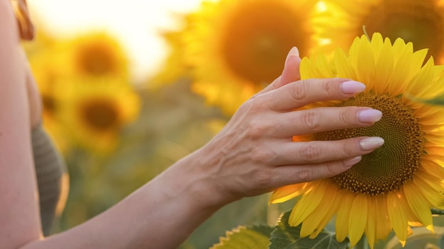 Woman hands touch sunflower petals on field at back sunset