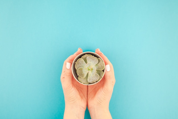 Woman hands with succulent plant