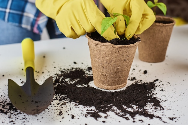 女性は植物を移植する黄色い手袋を手渡します。植物ケアのコンセプト