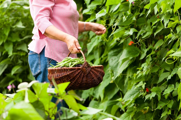 Woman harvesting beans in her garden