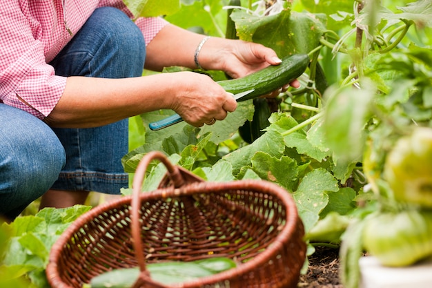 Woman harvesting cucumbers in her garden, cutting them with a knife