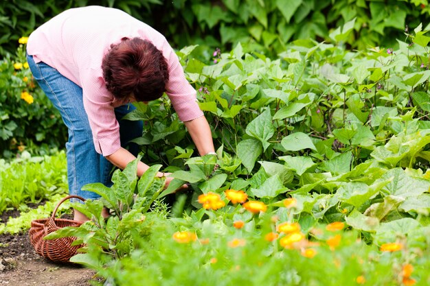 Donna che raccoglie i cetrioli nel suo giardino