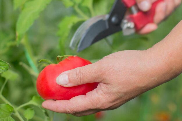 a woman harvests tomatoes Women's farm hands hold a vegetarian product