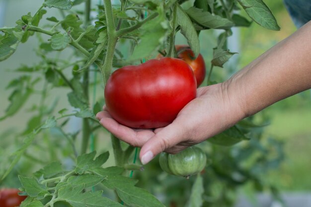 a woman harvests tomatoes Women's farm hands hold a vegetarian product