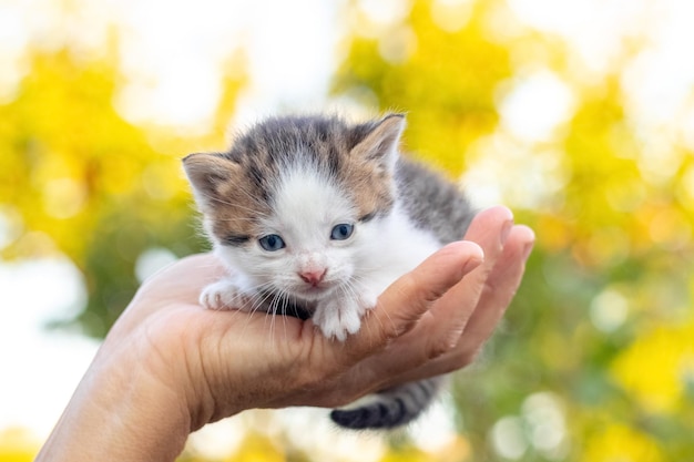 その女性は小さな子猫を手に高く持っていた