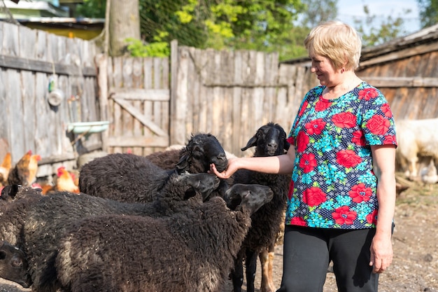 Woman at her sheep farm, animals and nature