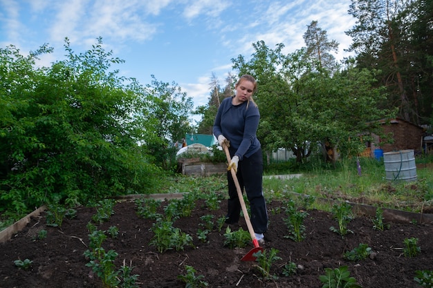 A woman hoeing potatoes.gardening and harvesting.