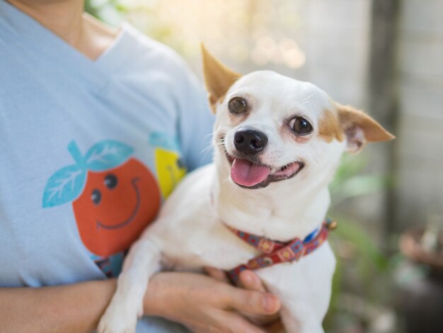 Woman hold chihuahua dog smilling