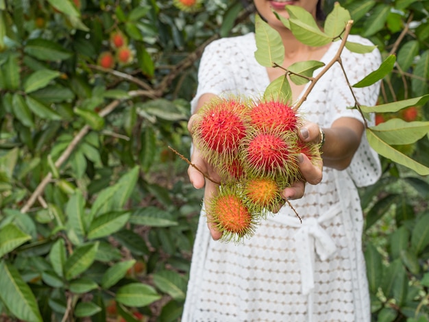 женщина держит свежие зеленые фрукты rambutans в саду, тропические фрукты в Таиланде