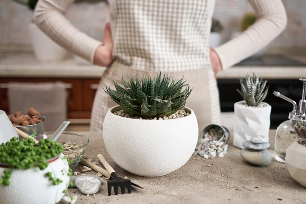 Photo woman holding aloe aristata house plant with roots for replanting