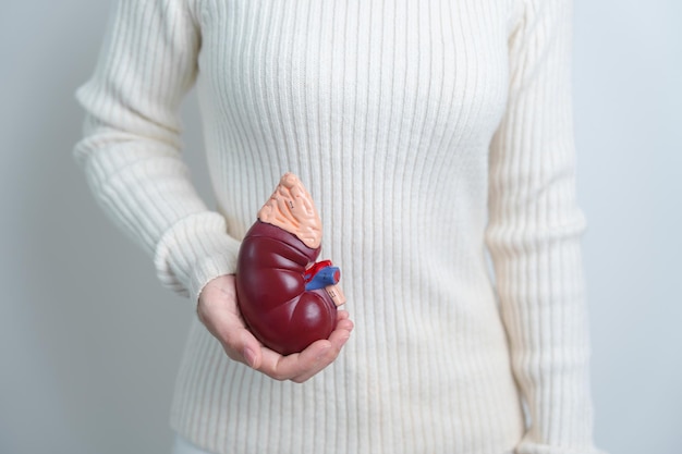 Женщина держит анатомическую человеческую почку Модель надпочечников болезнь мочевыделительной системы и камни Рак Всемирный день почек Хроническая почка и концепция Дня донора органов