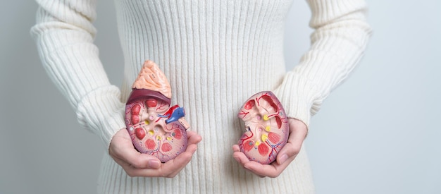 Woman holding Anatomical human kidney Adrenal gland model disease of Urinary system and Stones Cancer world kidney day Chronic kidney and Organ Donor Day concept