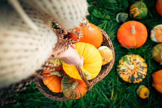 Фото Женщина держит осенние декоративные тыквы концепция сбора урожая на день благодарения или хэллоуин