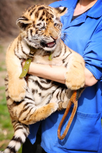 Photo woman holding baby tiger close up