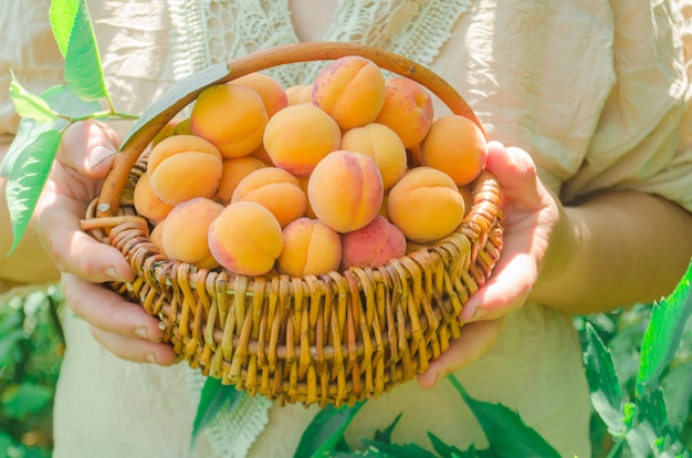 Woman holding basket of fresh apricots