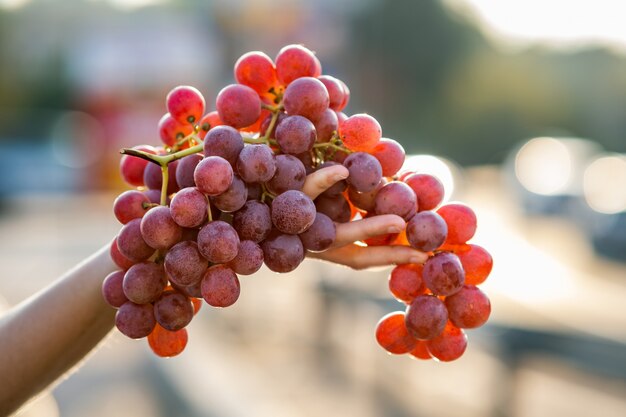 A woman holding big cluster of red juicy grapes in her hand.