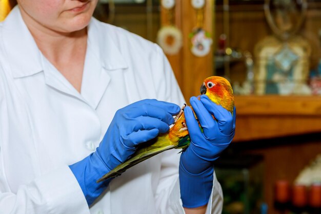 Foto donna che tiene un uccello