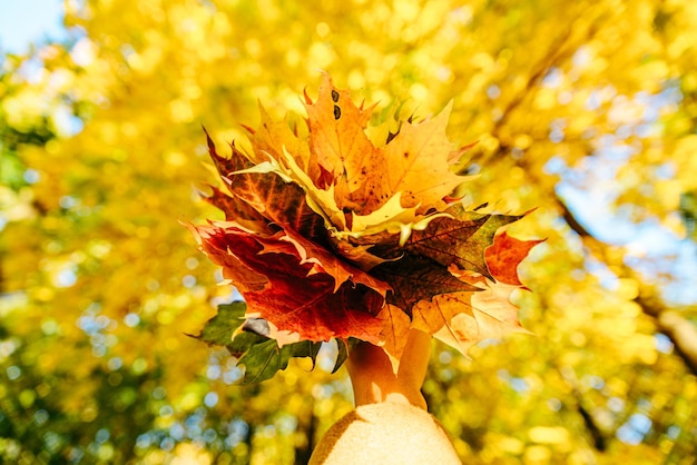 Woman holding bouquet of maple leaves tree