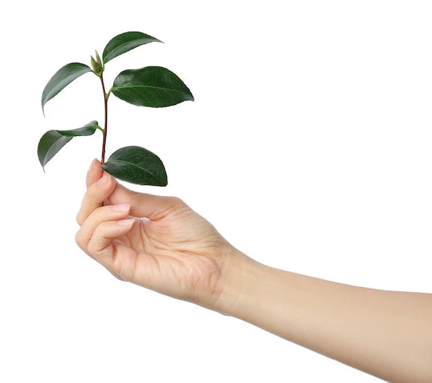 Photo woman holding branch of tea plant on white background