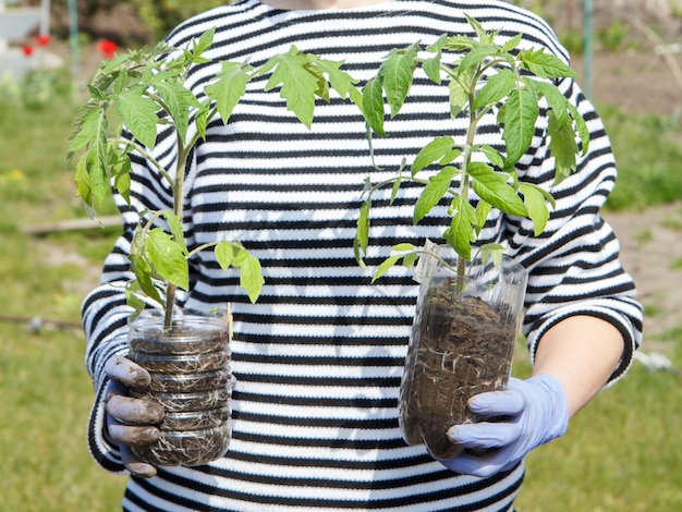 Woman holding cans with seedlings of young tomatoes