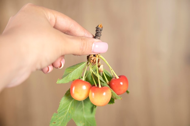 Woman holding cherries