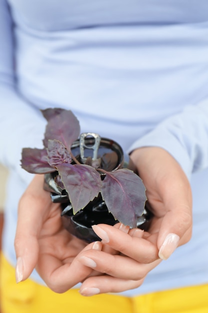 Woman holding crushed tin can with young basil.