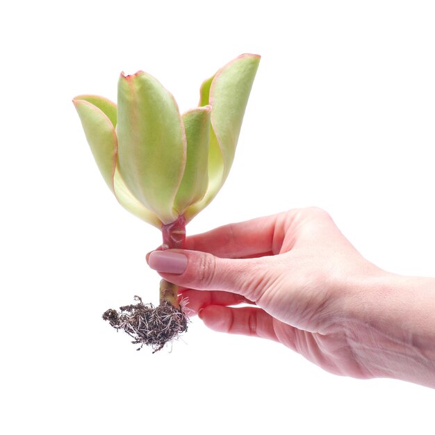 Woman holding echeveria succulent rooted cutting plant in hand