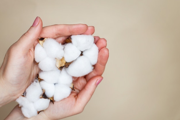 Woman holding fluffy cotton flowers in her hands