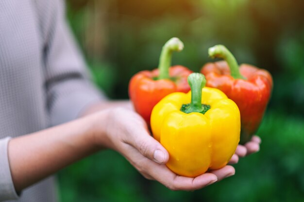 A woman holding a fresh bell peppers in hands