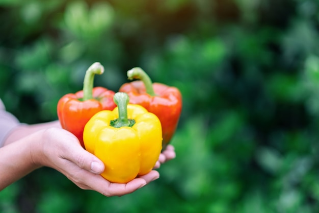 A woman holding a fresh bell peppers in hands