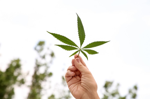 Woman holding fresh green hemp leaf outdoors closeup