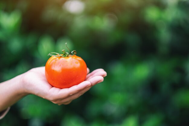 A woman holding a fresh tomato in hands