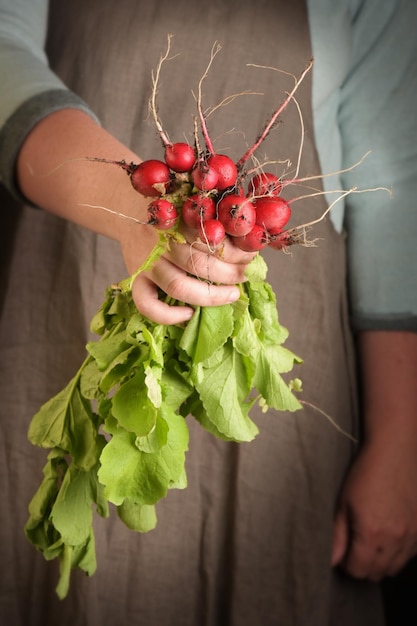 Woman holding in hand freshly harvested radish closeup