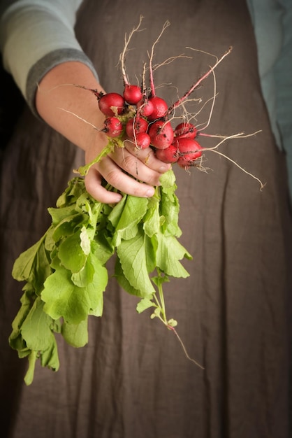 Woman holding in hand freshly harvested radish closeup