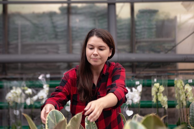 Woman holding in hands pot with ficus elastica tree in potplant shopping concept