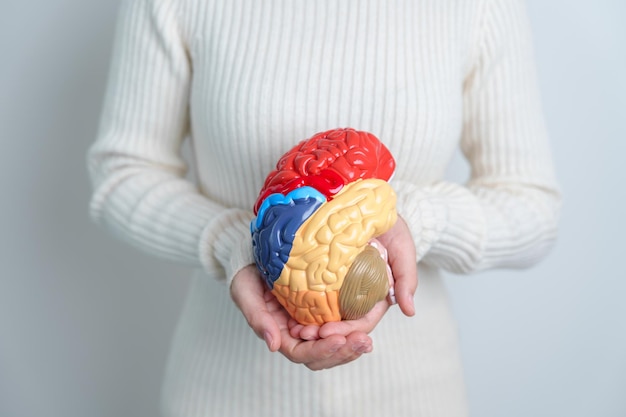 Woman holding human Brain model World Brain Tumor day Brain Stroke Dementia alzheimer parkinson and world mental health concept