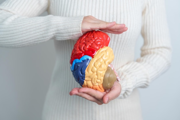 Woman holding human Brain model World Brain Tumor day Brain Stroke Dementia alzheimer parkinson and world mental health concept