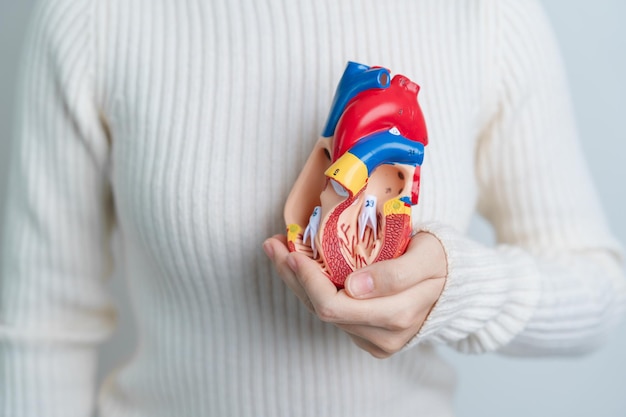 Woman holding human Heart model Cardiovascular Diseases Atherosclerosis Hypertensive Heart Valvular Heart Aortopulmonary window world Heart day and health concept