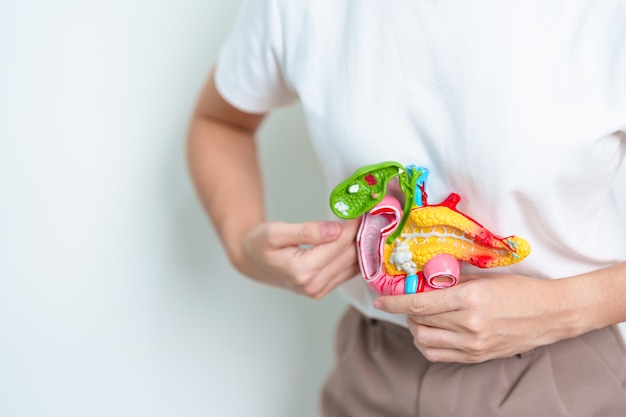 woman holding human pancreatitis anatomy model with pancreas gallbladder bile du