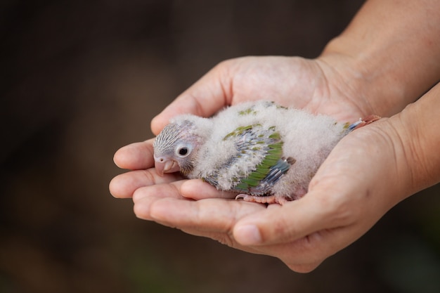 작은 budgie 새를 손에 들고 여자가 부드럽게 돌봐