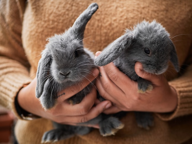 Photo woman holding little gray rabbits in her hands, close up