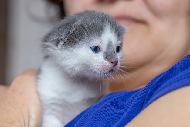 彼女の腕の中で小さな子猫を保持している女性