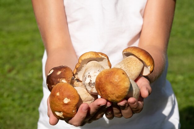 Женщина, держащая много свежих и сырых белых грибов, Boletus Edulis Saison в лесу